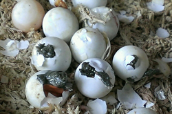 兜すっぽんの卵
